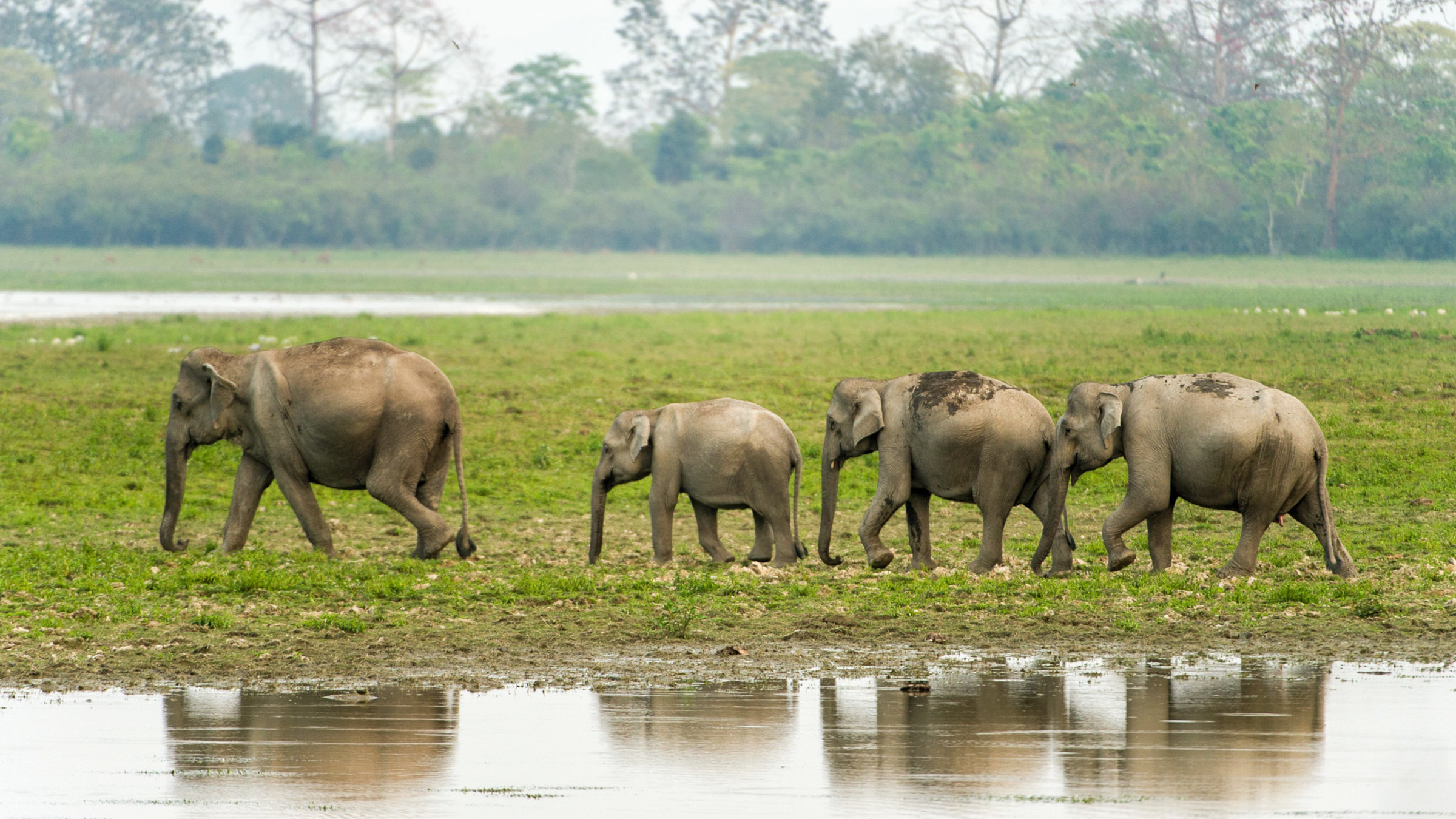 "Brahmaputra - Der große Fluss vom Himalaya (2/3) - Indien - Aus der Schlucht in die Ebene": Elephantenfamilie im Kaziranga National Park in Assam, Indien.