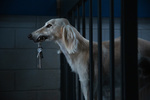 DogMan