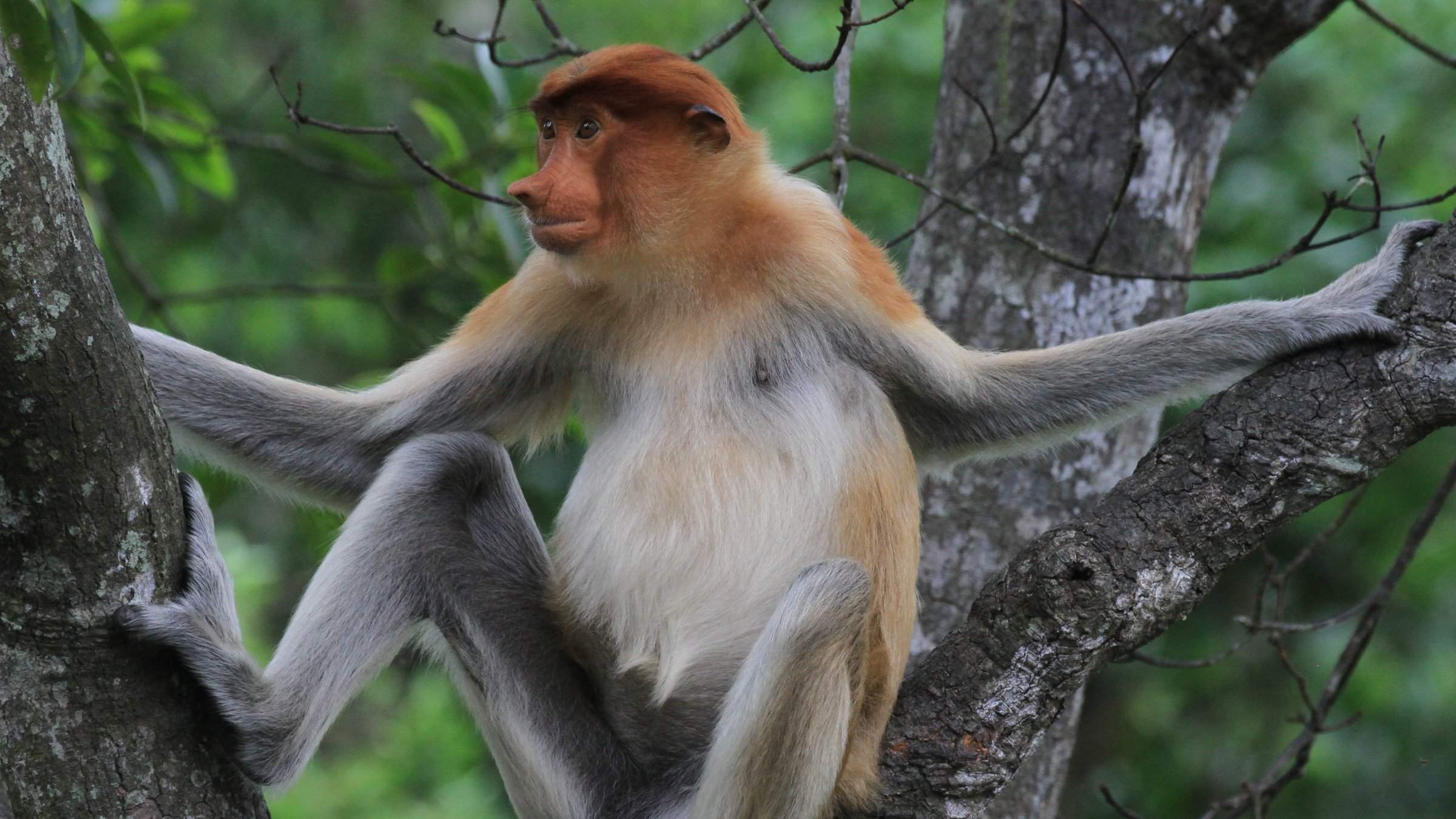 "Waffen der Tiere - Dschungel": Ein Nasenaffe sitzt auf einem Baum im Urwald.