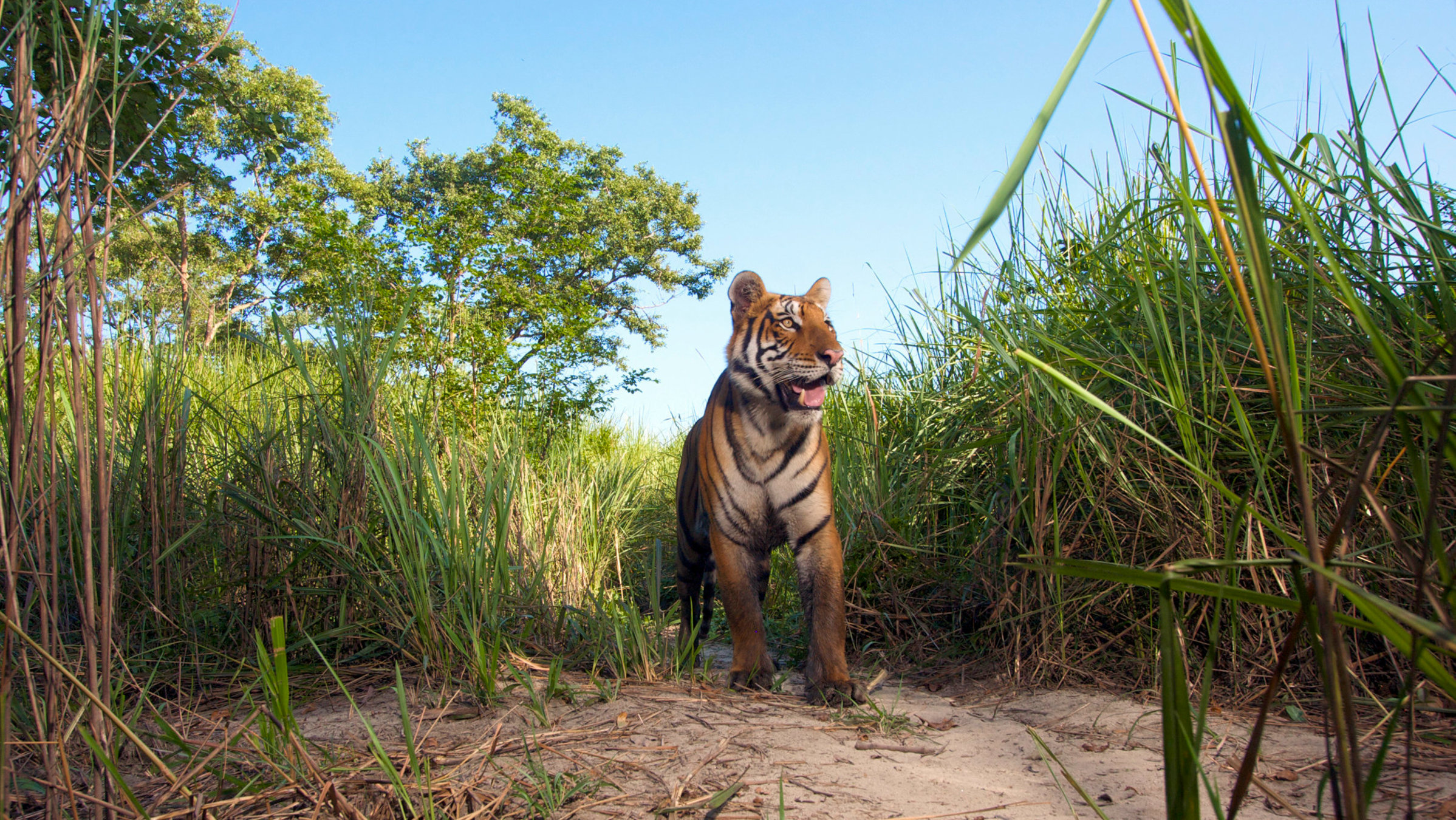 "Expedition Himalaya: Auf der Fährte der Tiger" - Auch dieser Tiger lief in eine Kamerafalle und beobachtet aufmerksam die Umgebung.