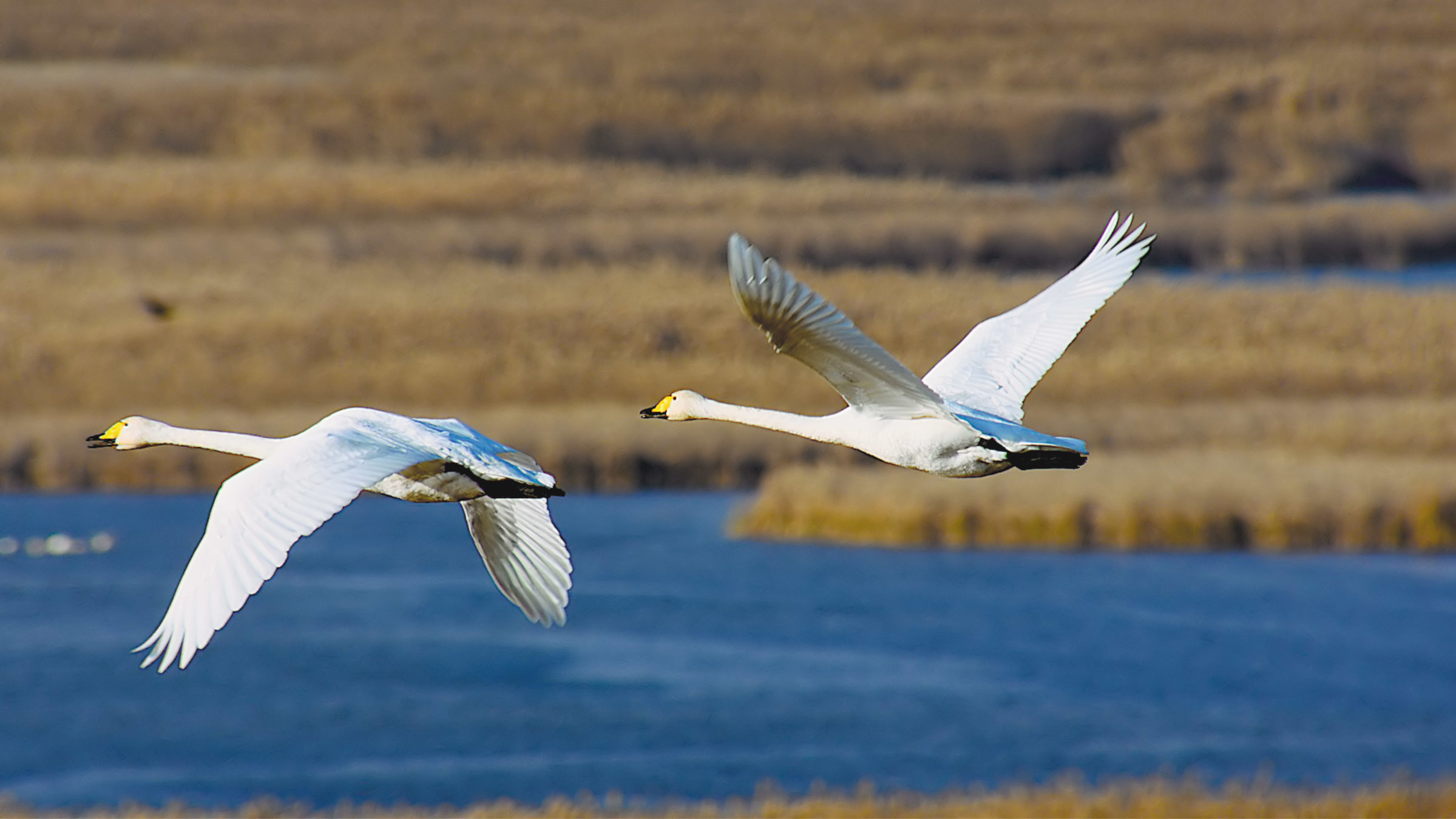 "Terra X: Russland von oben - Kaukasus und der tiefe Süden": Zwei Singschwäne überfliegen einen Fluss. Im Hintergrund Schilflandschaft.