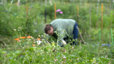 Selber garteln - lohnt das? - Die Wahrheit über<br/>Urban Farming