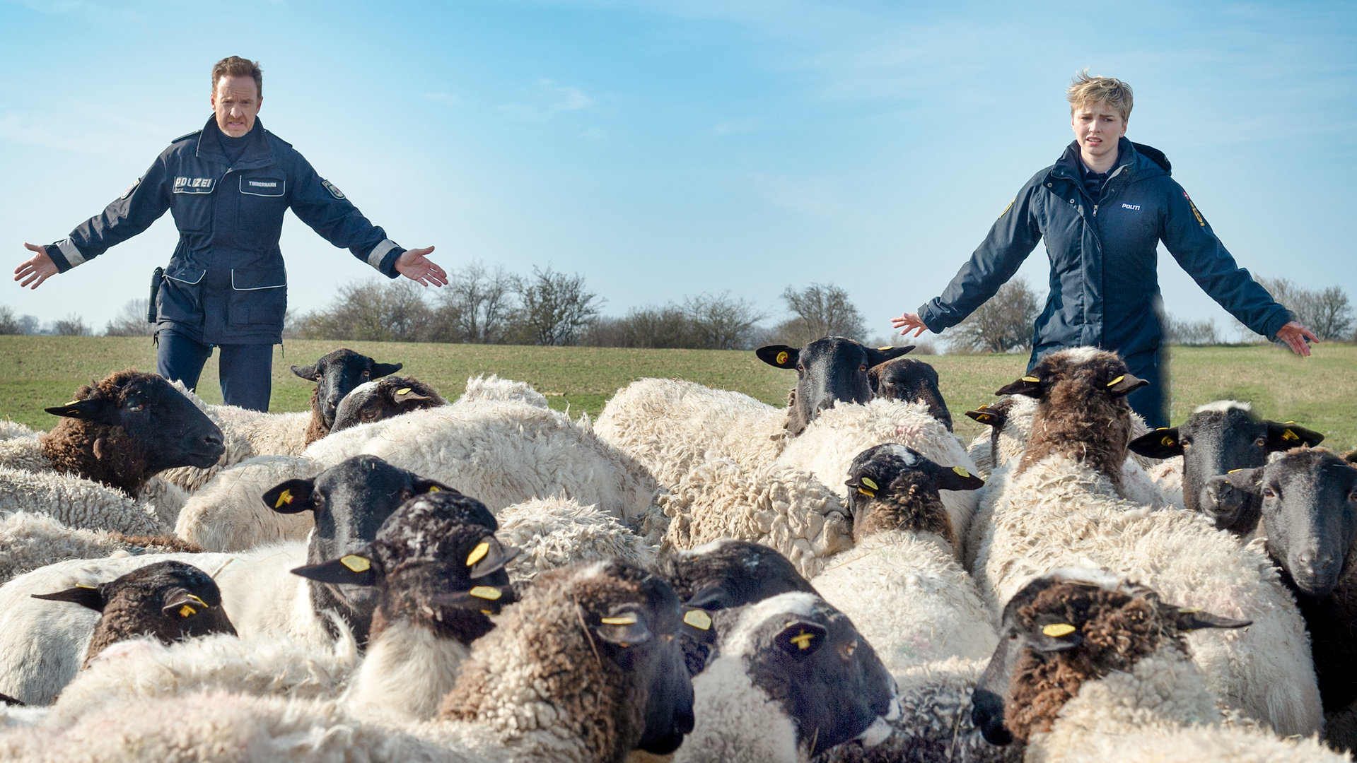 "SOKO Wismar – Wolfstod": Eine riesige Schafherde steht bei strahlendem Wetter auf einer Wiese. Im Hintergrund stehen Timmermann (Mathias Junge) und Stine (Sidsel Hindhede) mit ausgebreiteten Armen. Verzweifelt versuchen sie, die Herde zusammenzuhalten.