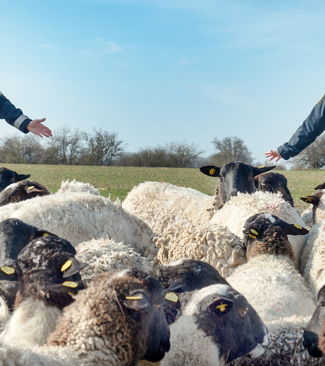 "SOKO Wismar – Wolfstod": Eine riesige Schafherde steht bei strahlendem Wetter auf einer Wiese. Im Hintergrund stehen Timmermann (Mathias Junge) und Stine (Sidsel Hindhede) mit ausgebreiteten Armen. Verzweifelt versuchen sie, die Herde zusammenzuhalten.