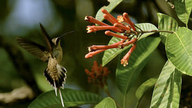 Mythos Amazonas (2/3)