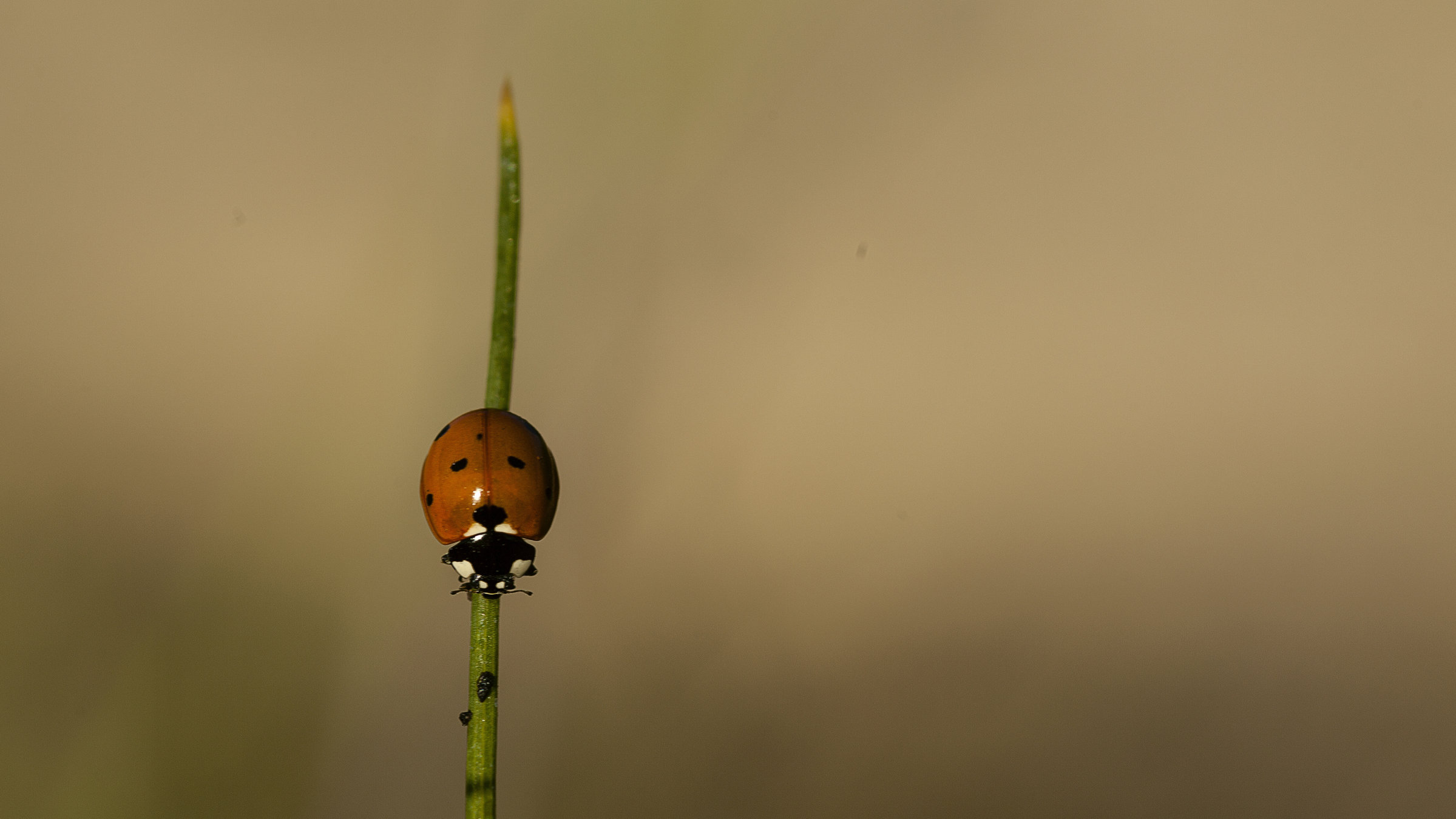 „Wilde Überlebenskünstler, wie erfinderisch Tiere sind“ - Insektenpanzer sind aus Chitin aufgebaut, das so hart und leicht ist wie Plastik, aber kompostiert werden kann. Vielleicht können wir eines Tages unsere Kunststoffe durch Chitin-Produkte ersetzen