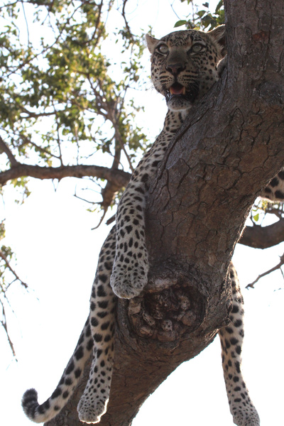 Die Magie des Leoparden - Ökotourismus in<br/>Südafrikas Wildreservaten