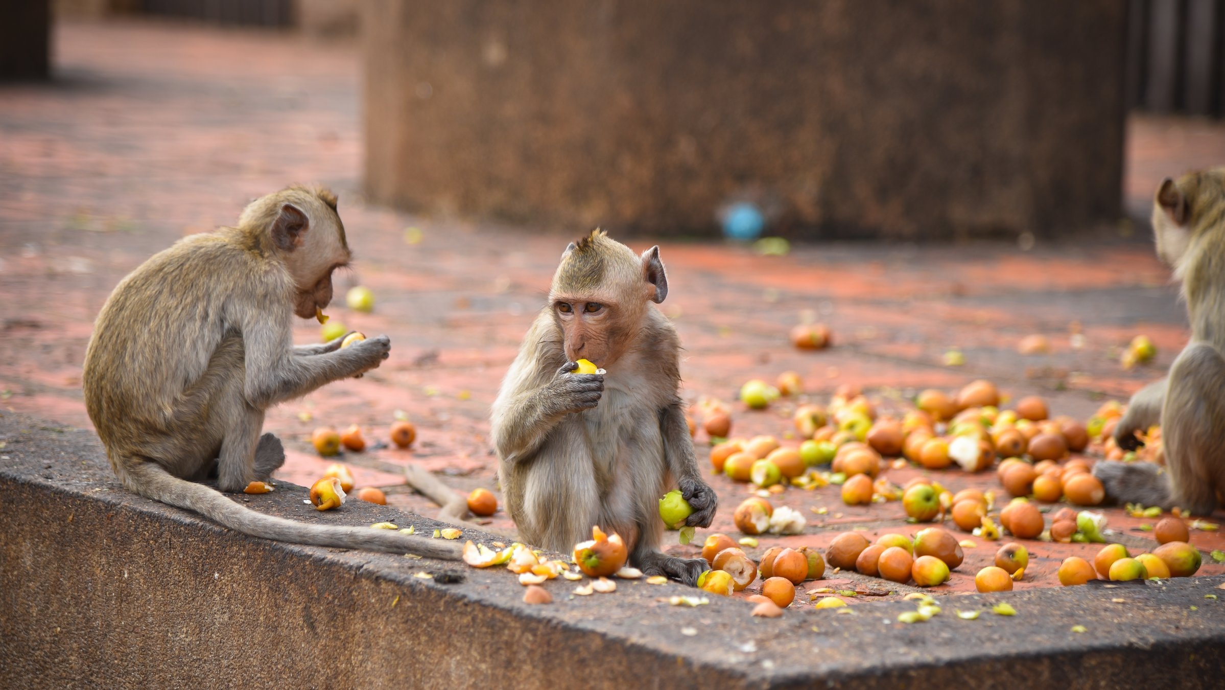 "Wildes Thailand - Die Erhaltung der Art": Makaken in einer Stadt, sie fressen Äpfel.
