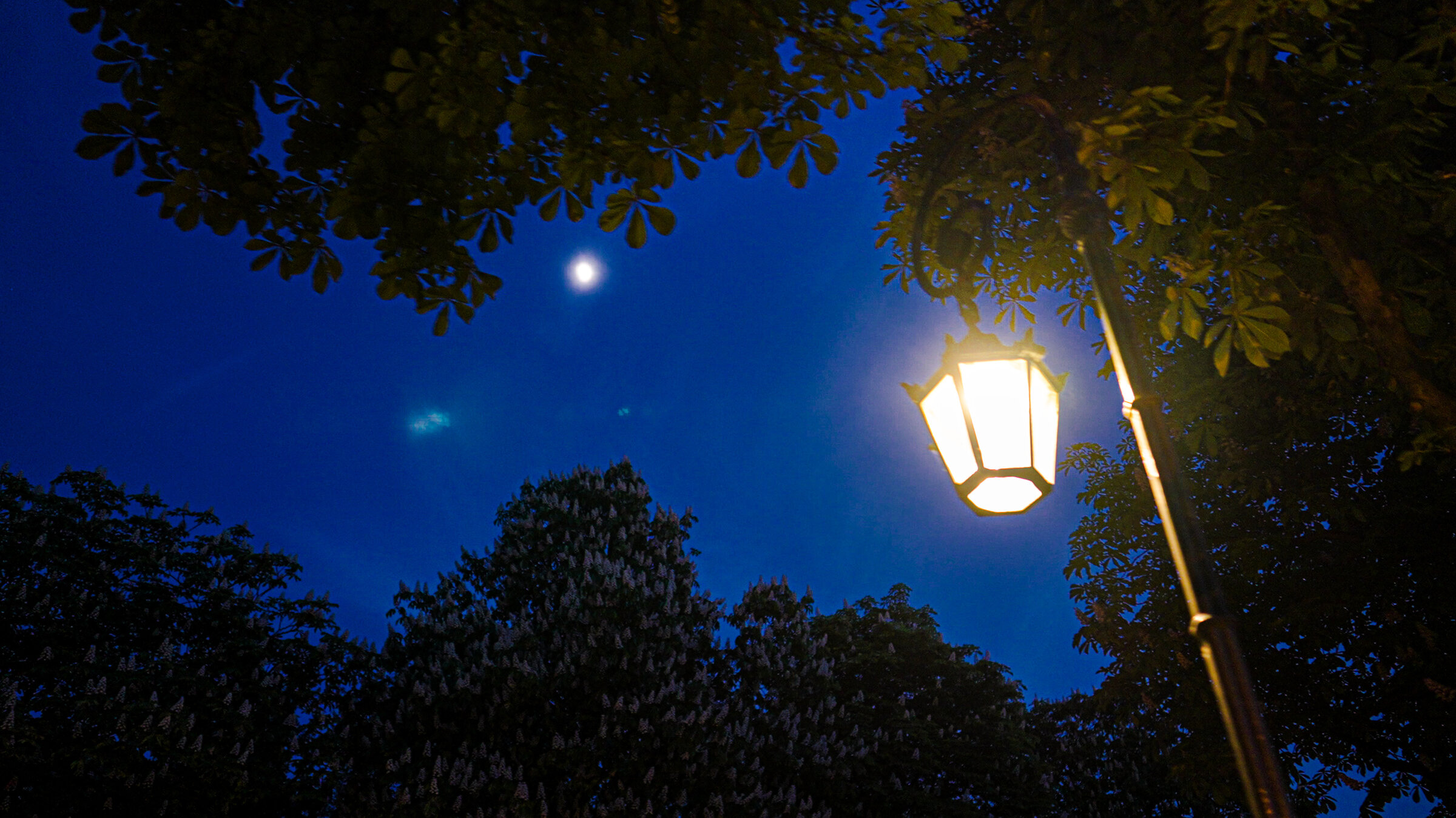 "nano-Doku: Licht aus - Wie Kunstlicht die Natur verändert": Eine beleuchtete Laterne neben Kastanienbäumen unter dem Nachthimmel.