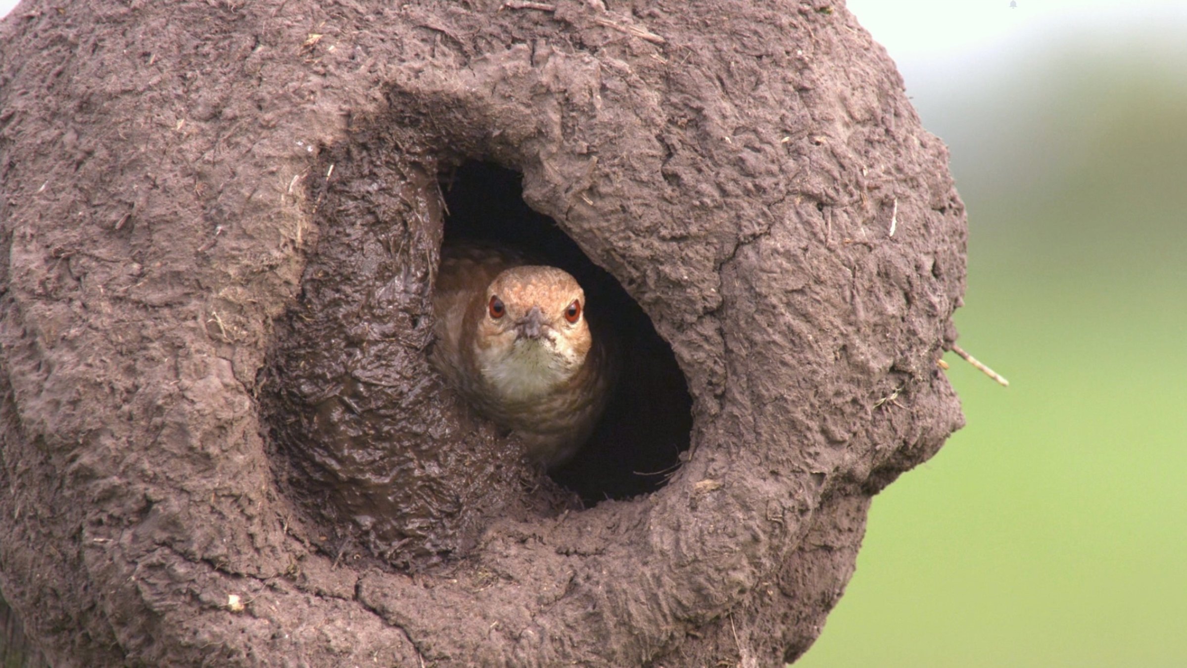 "Tierische Superbauten - Wunderwerk Nest": Töpfervogel baut ein Nest.