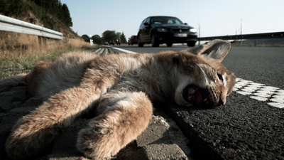 wissen aktuell: Artensterben auf der Straße -<br/>Keine Chance für Wildtiere?