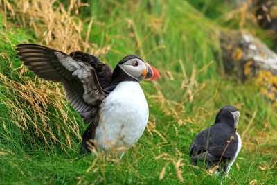 Tierische Superbauten: In bester<br/>Gesellschaft