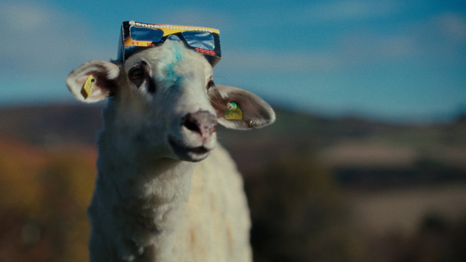 "SHEEP - Schafe": Das Schaf Oliver hat eine 3-D Brille auf dem Kopf. Der Hintergrund ist verschwommen, der Himmel ist blau.