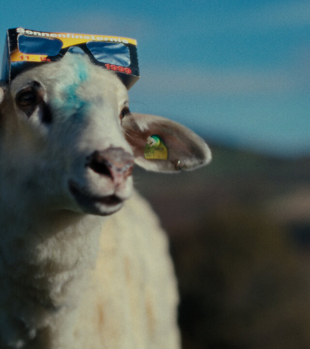 "SHEEP - Schafe": Das Schaf Oliver hat eine 3-D Brille auf dem Kopf. Der Hintergrund ist verschwommen, der Himmel ist blau.
