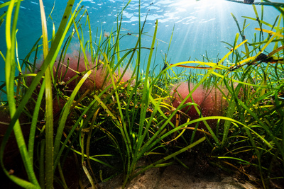 Faszination Wasser: Geheimnisvolle Ostsee