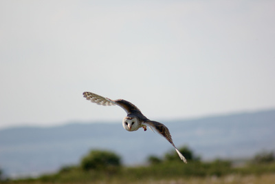 Der Flug der Eule