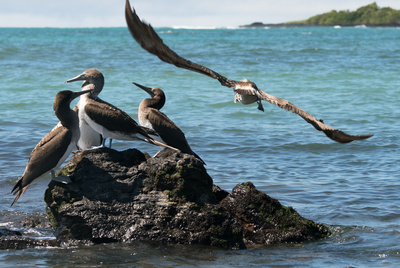 Galapagos (2/2)