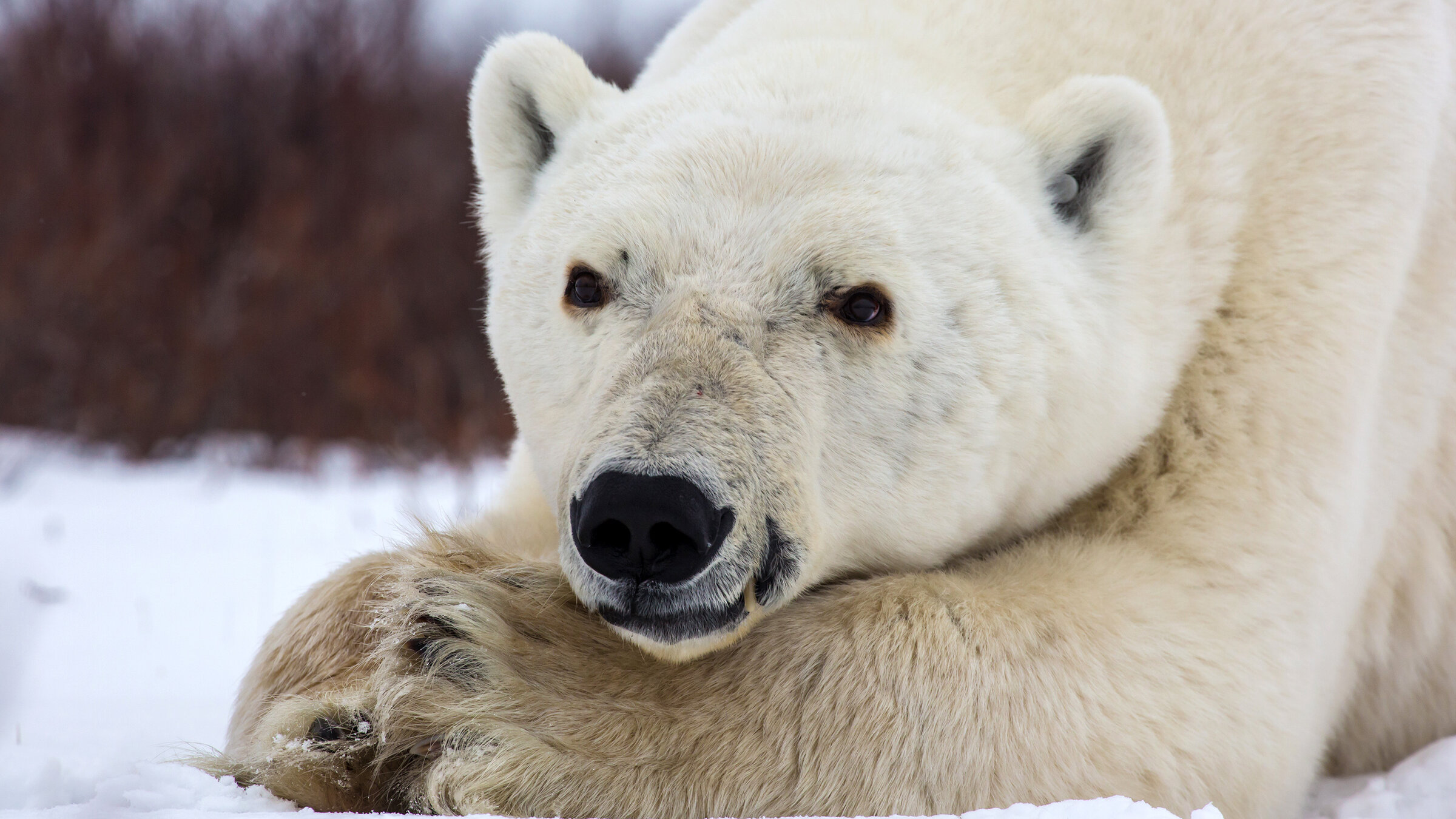 "Eisbärensommer": Was machen Eisbären im Sommer? Der Film begleitet Eisbären unterschiedlichen Alters aus verschiedenen sozialen Gruppen durch den arktischen Sommer. Ihre Geschichten verbinden sich zu einem umfassenden Porträt dieser Tiere, in einer Jahreszeit, die für sie voller Schwierigkeiten und Herausforderungen steckt.