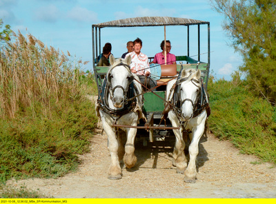 Camargue, da will ich hin!