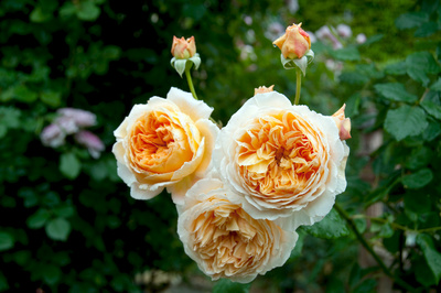 Rose - Königin der Blumen