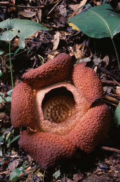 Naturparadiese am Äquator: Borneo und Sumatra