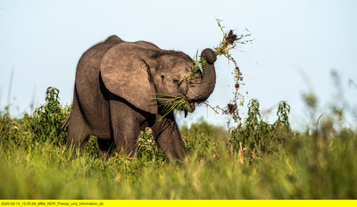 Naturwunder Okawango (1/3)