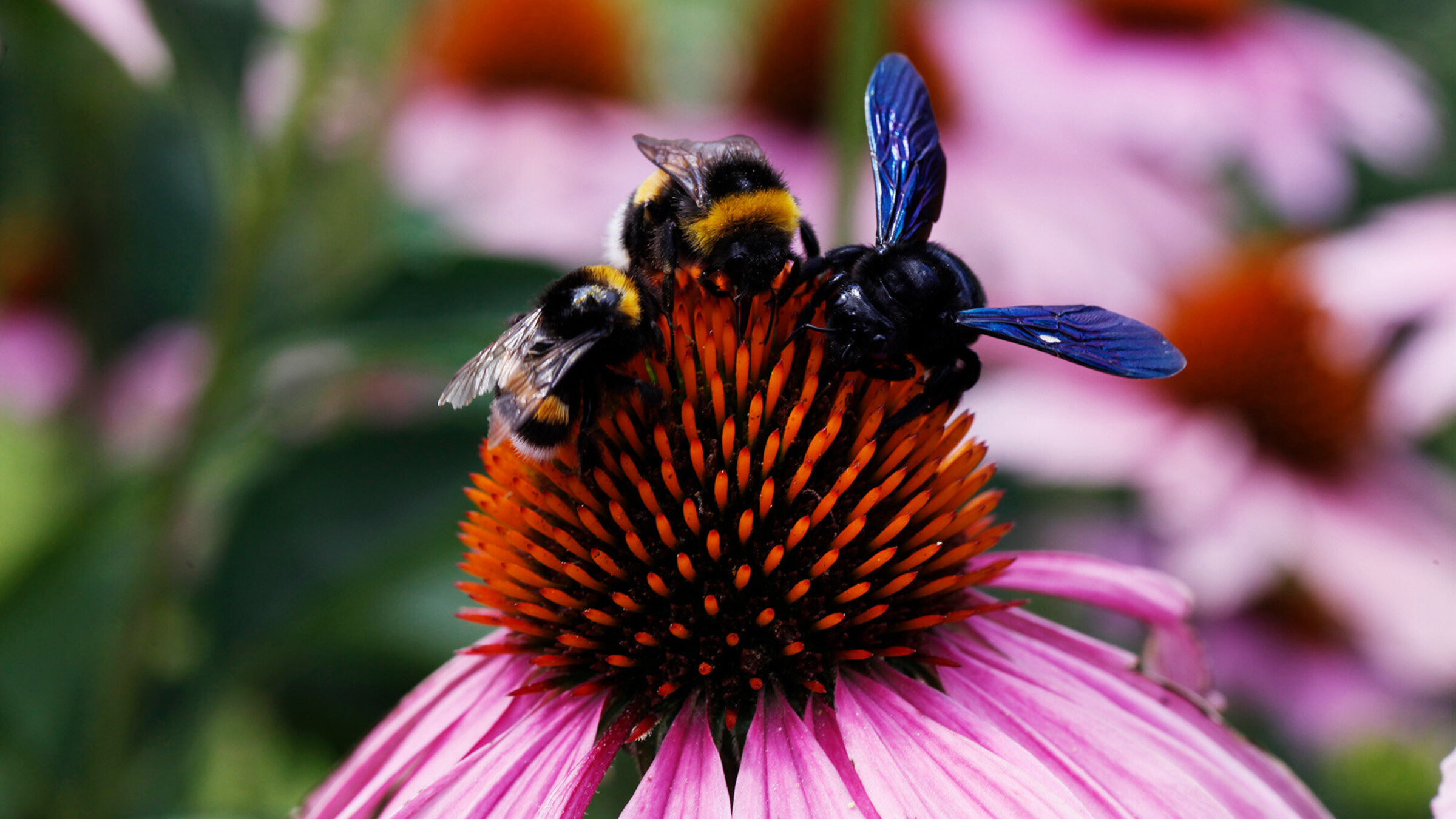 "Die Welt der wilden Bienen": Zwei Hummeln und eine „Blaue Holzbiene“ teilen sich einen „Roten Sonnenhut“. Neben der stattlichen „Blauen Holzbiene“ – sie ist die größte Wildbienenart – sehen die beiden Hummeln direkt klein aus.