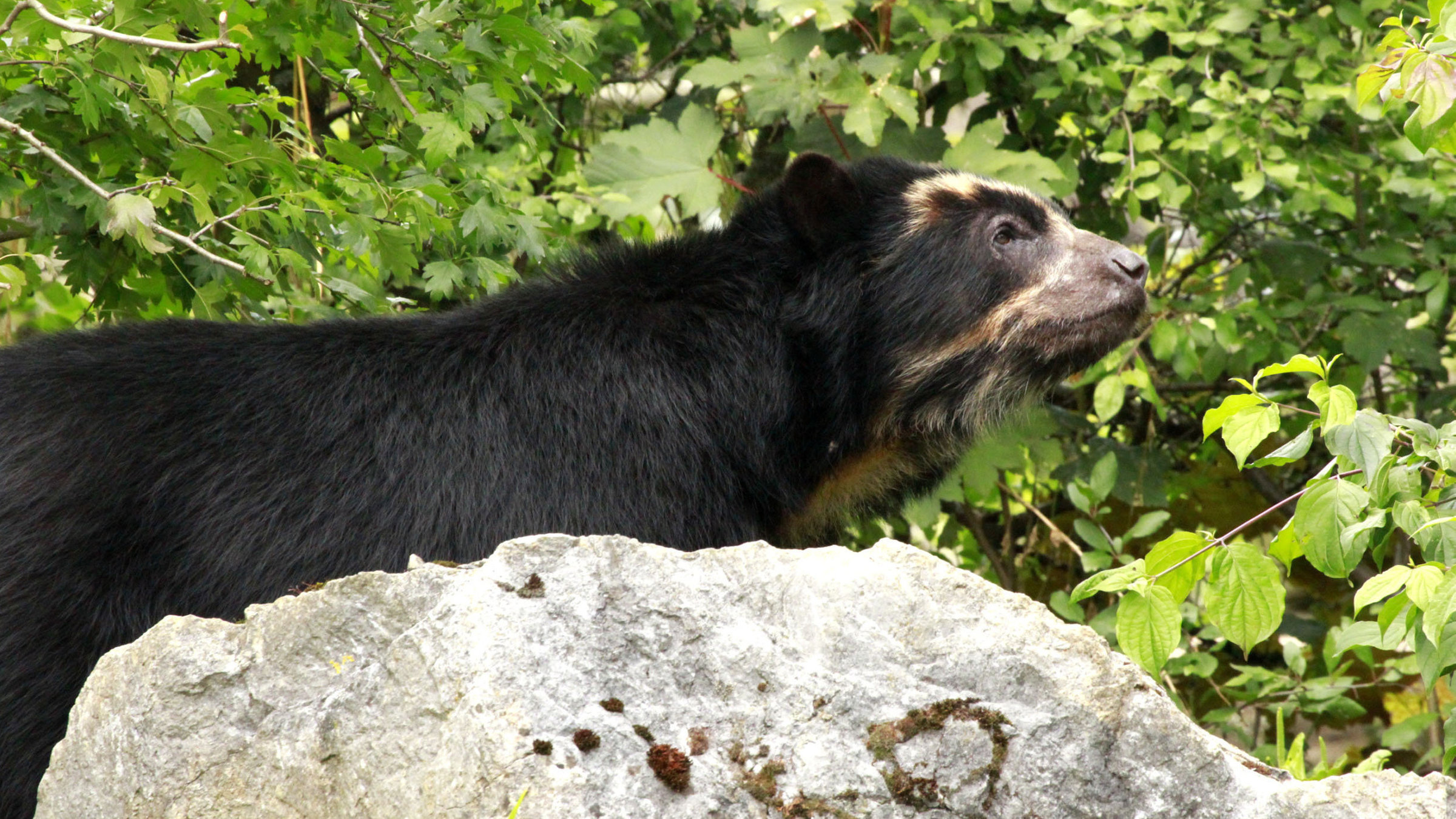 "Big Five Südamerika: Der Andenbär" - Anden- oder Brillenbären sind die einzige Bärenart Südamerikas und die letzten Überlebenden aus der Unterfamilie der Kurzschnauzenbären, die bis zur letzten Eiszeit den gesamten nordamerikanischen Kontinent bewohnten. In den Nebelwäldern der Hochanden waren sie vor den Gletschermassen sicher und konnten sich über die Jahrtausende an diesen neuen Lebensraum anpassen.