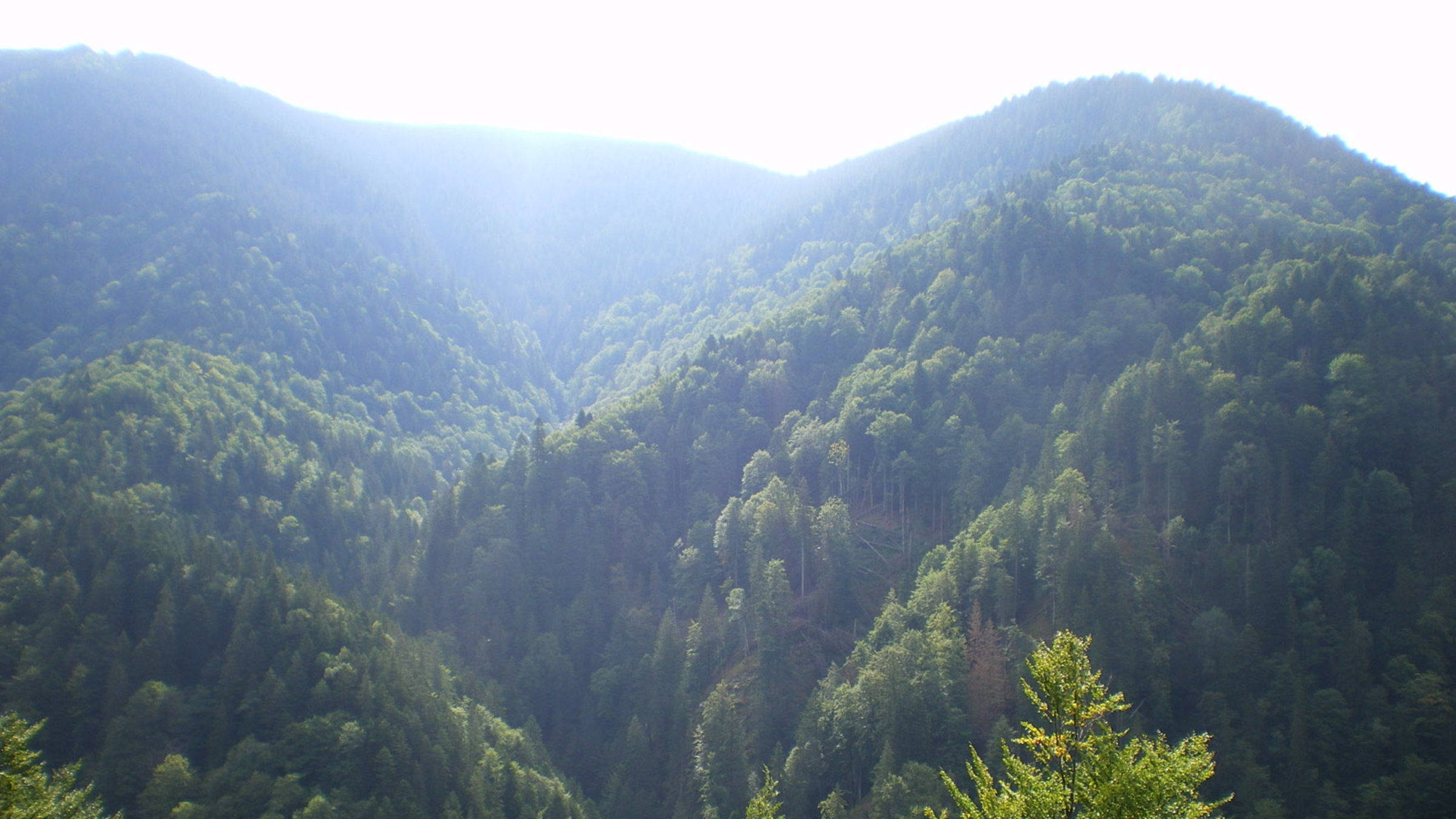"Europas Urwälder: Wilde Karpaten": Entlang der rumänischen Karpaten erstreckt sich der größte Buchen-Urwald Europas. Bäume, die bis zu 45 m hoch in den Himmel ragen und geschätzte 400 Jahre alt sind.