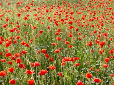 Waldviertel - Vom Zauber des rauen Landes