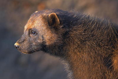 Wildnis Europa: Der Vielfraß