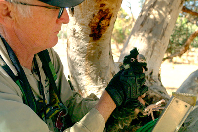 In den Feuerwäldern Westaustraliens - Die Walpole Wilderness
