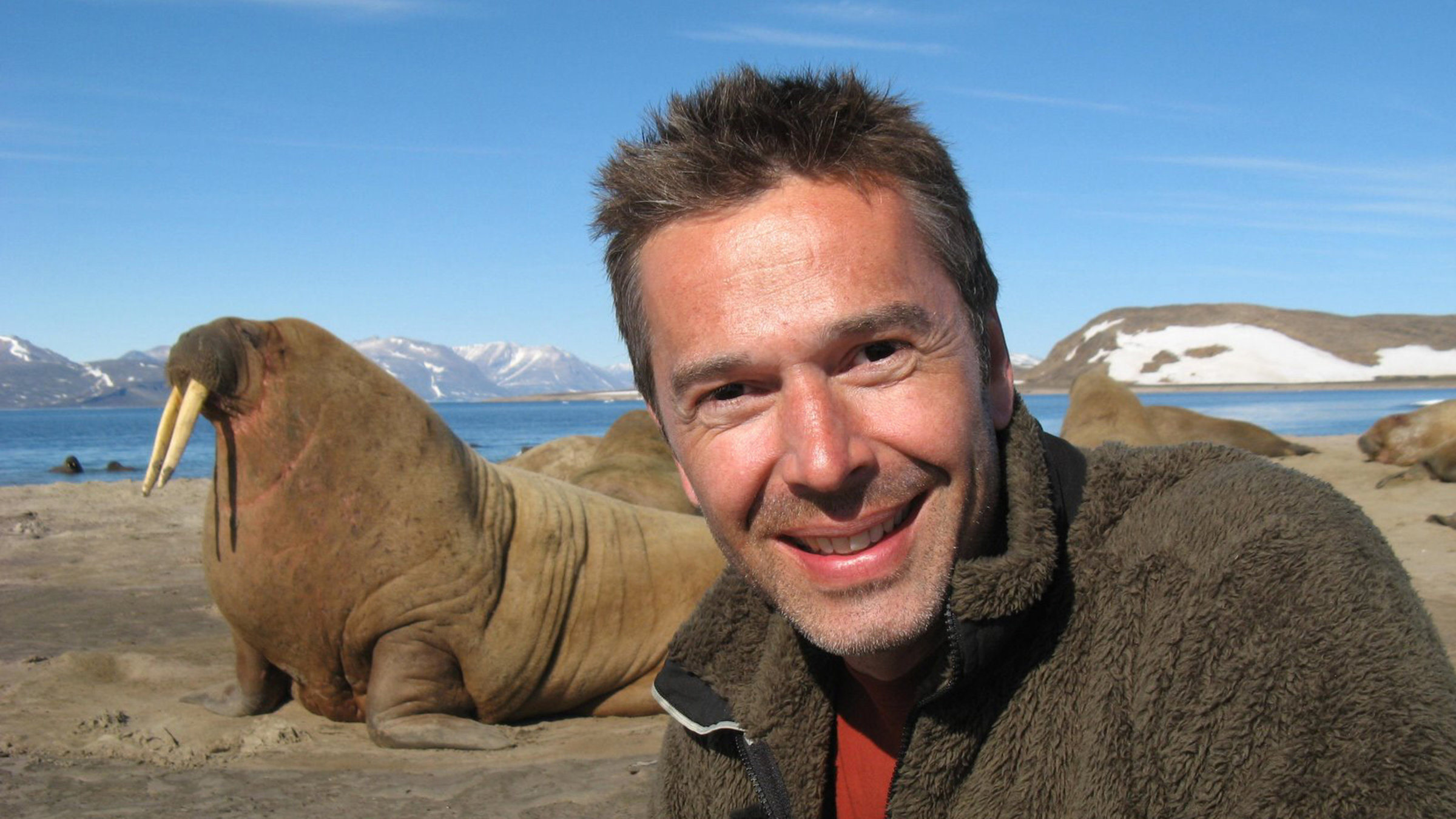 "Steffens entdeckt: Grönland" - Dirk Steffens bei den Walrossen.