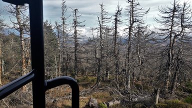 Zdf.reportage - Zdf.reportage: Zwischen Baum Und Borkenkäfer -einsatz Im Kranken Wald