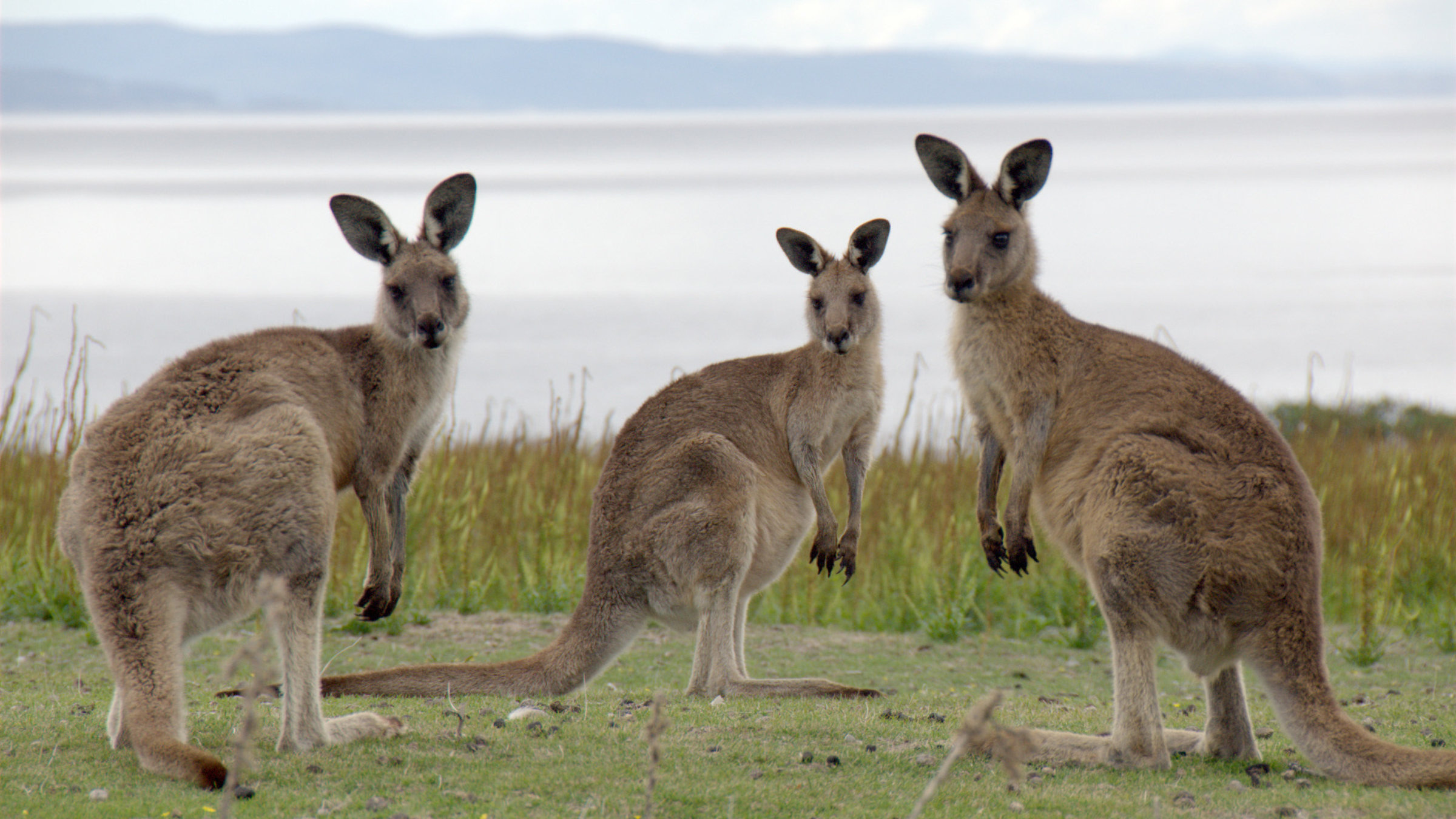"Tasmanien - Insel am Ende der Welt" - Australisches Riesenkänguruh auf Maria Island