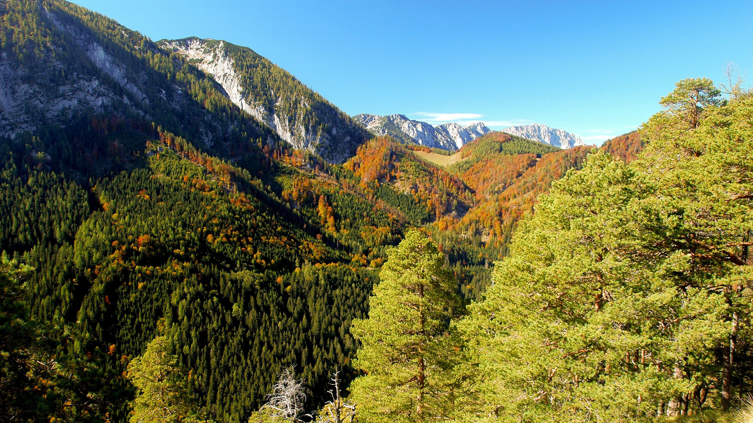 "Wildnisse im Herzen Europas - Österreichs Nationalparks" - Reichraminger Hintergebirge, im Hintergrund die Nordabstürze des Sengesgebirges (Nationalpark Kalkalpen).