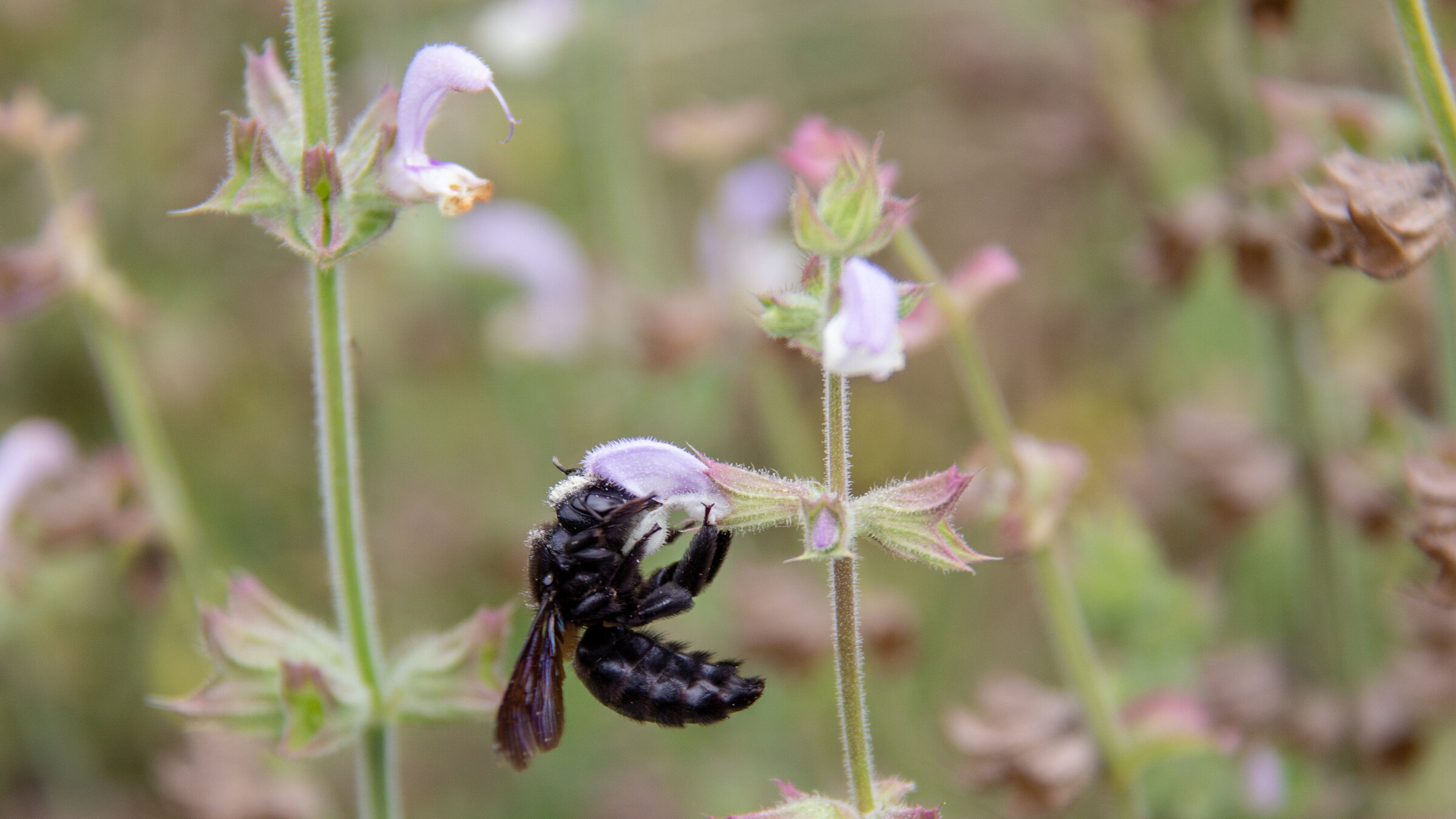 "Naturgärten in Bayern": Holzbiene.