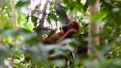 Tierische Überflieger (2/5)