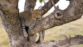 Serengeti: Zeit des Anfangs