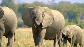 Die Sprache der Tiere: Starke Stimmen