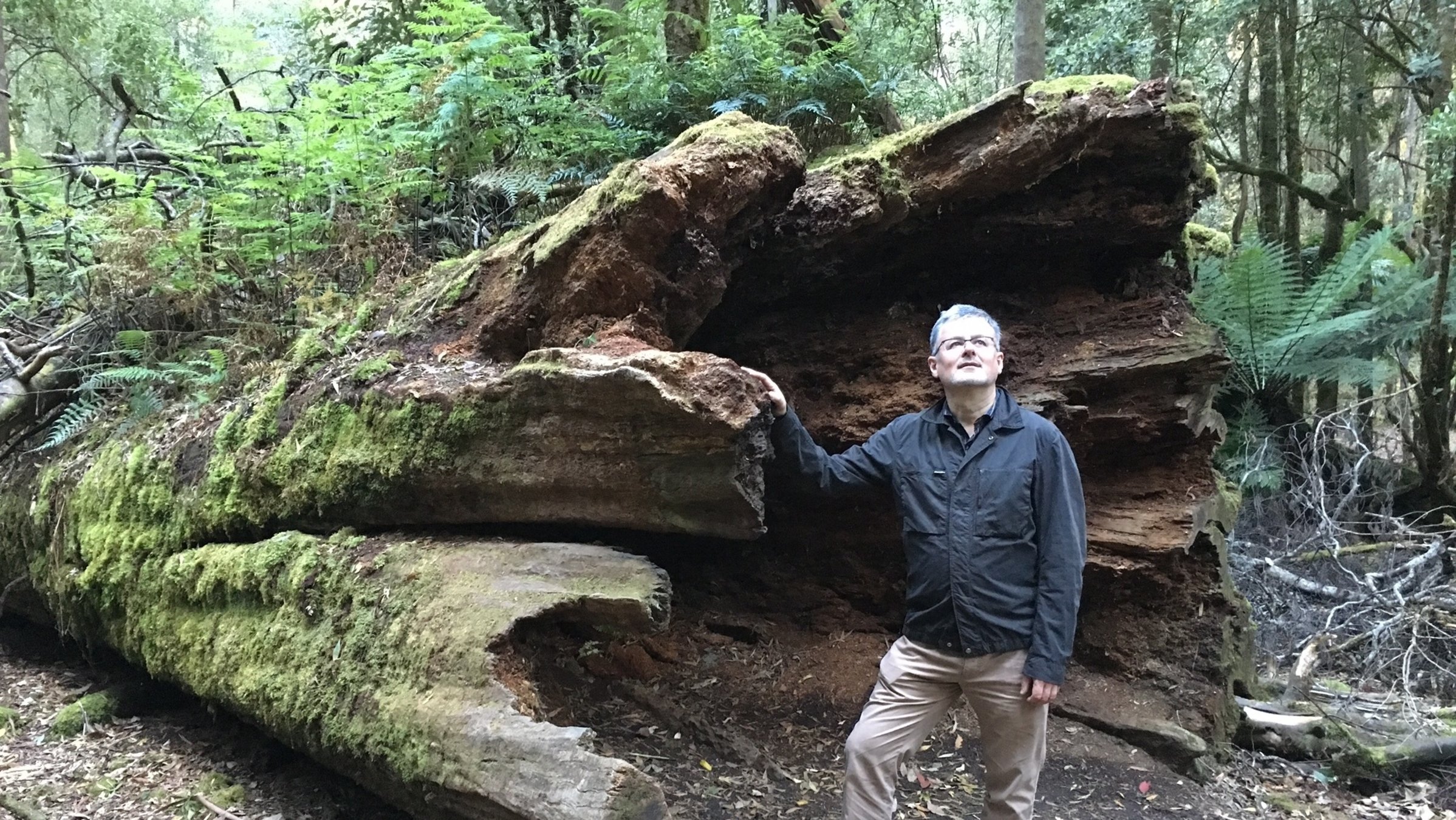 "Terra X: Die Australien-Saga - Auf den Spuren der Entdecker": Sir Christopher Clark steht vor einem mannshohen ausgehöhlten, umgestürzten Baumstamm, auf dem Pflanzen wachsen.