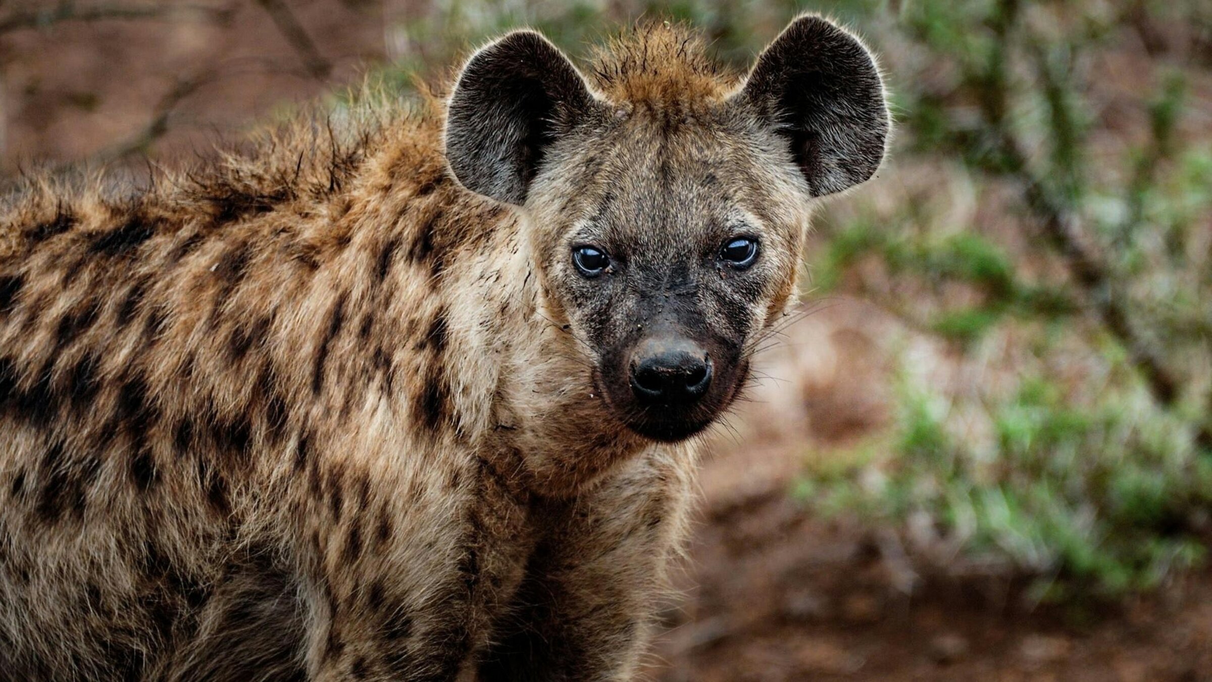 âTierische Superhelden - Meister der Jagdâ: Nahaufnahme einer gefleckten HyÃ¤ne mit aufmerksamer Haltung vor unscharfem Hintergrund aus Erde und Vegetation
