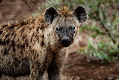 Tierische Superhelden: Meister der Jagd