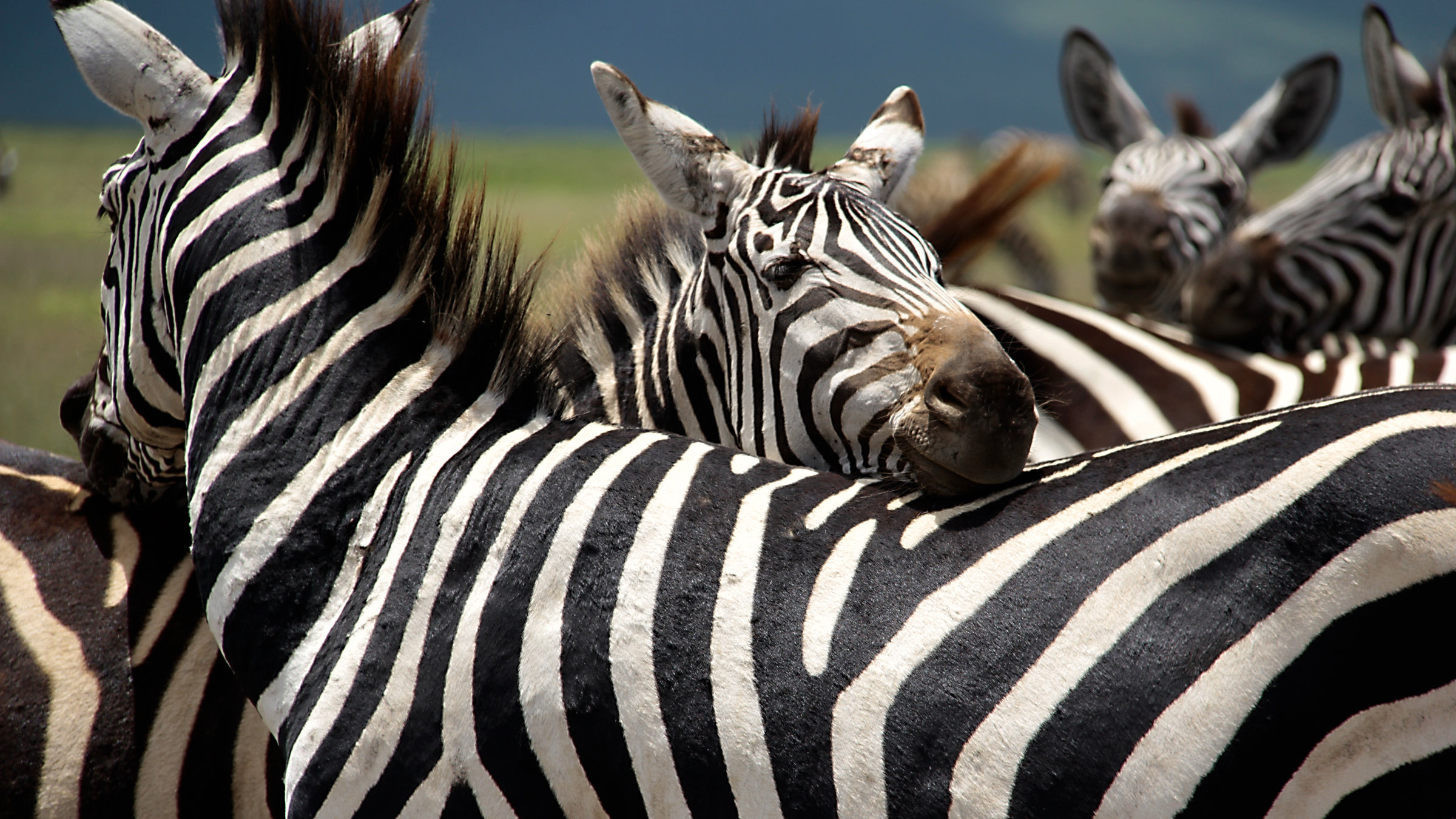 "Wilde Überlebenskünstler - Wie Tiere sich herausputzen" - Zebras bei der gegenseitigen Fellpflege