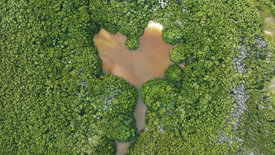 Klimaretter Mangroven