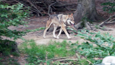 60 Jahre Wildpark Feldkirch