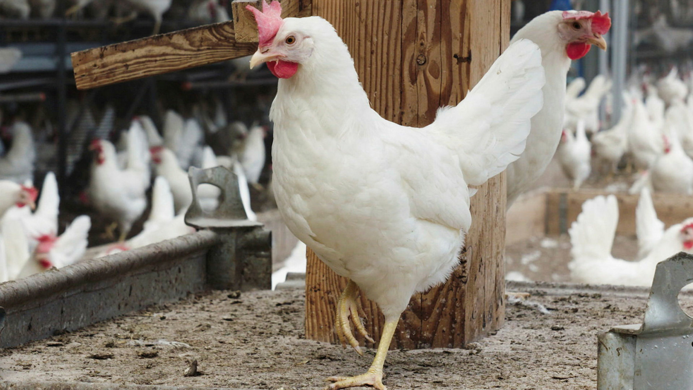 "Teller oder Trog – Wenn Mensch und Tier um Nahrung konkurrieren": Hühner im Stall.