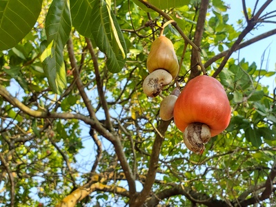 makro: Cashew und Co.