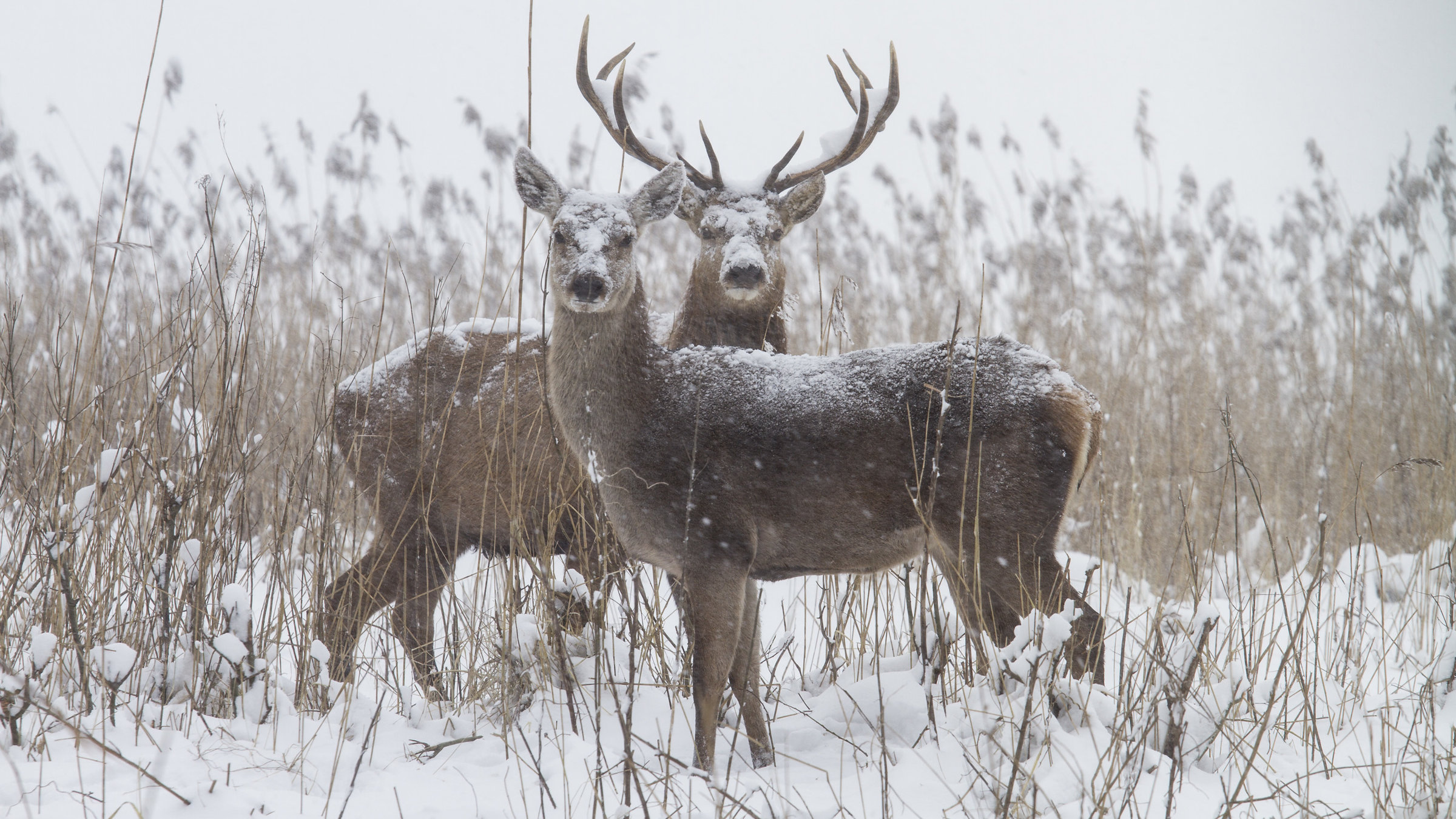 "Die neue Wildnis - Herbst/Winter": Eine Hirschkuh und ein Hirschbulle stehen sich gegenüber über schauen beide seitlich in die Kamera. Sie stehen im hohen kahlen Buschwerk und sind ebenso wie die Landschaft mit Schnee bedeckt.