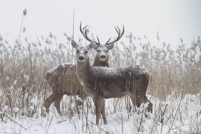 Die neue Wildnis (3/3)